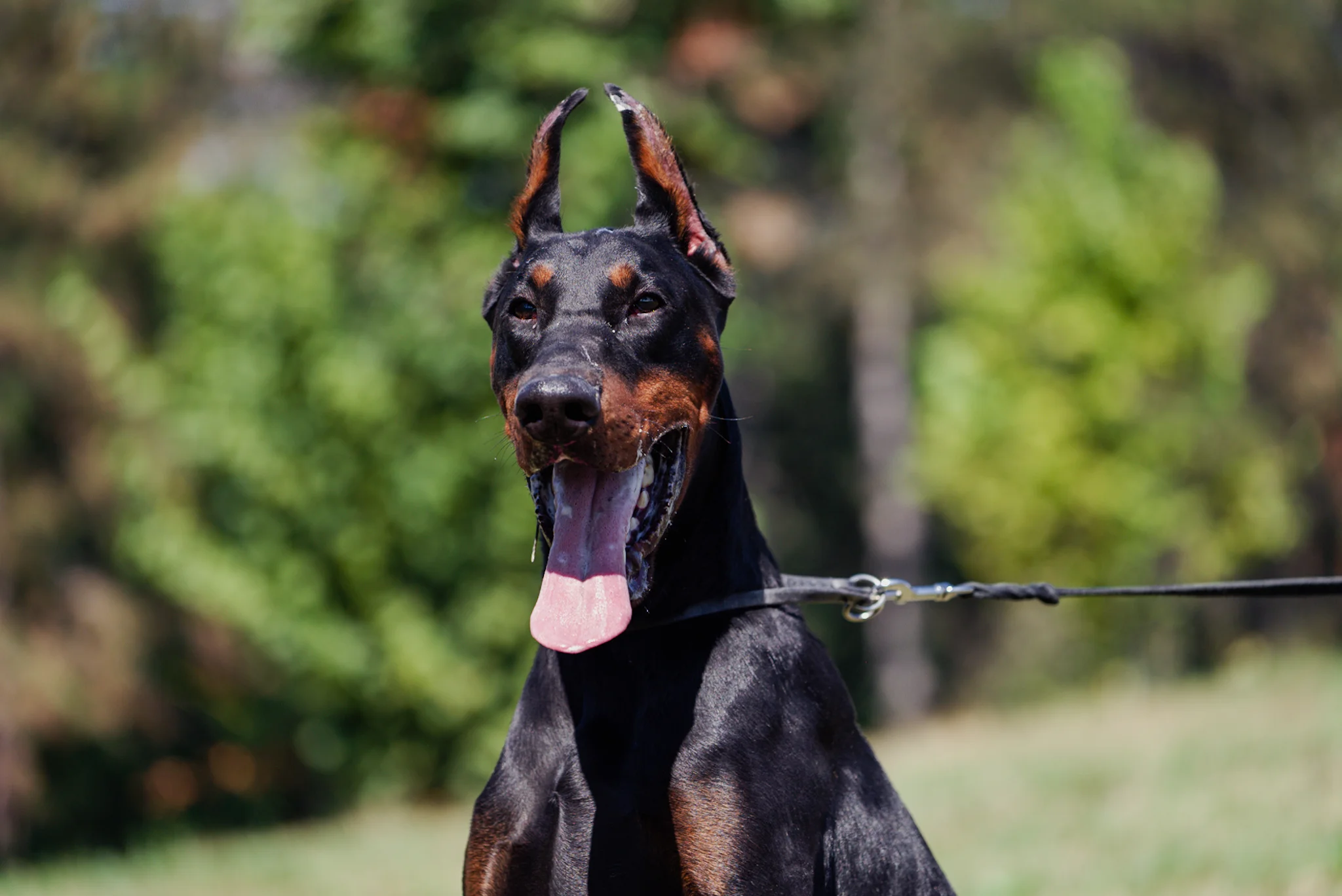 Small doberman dog