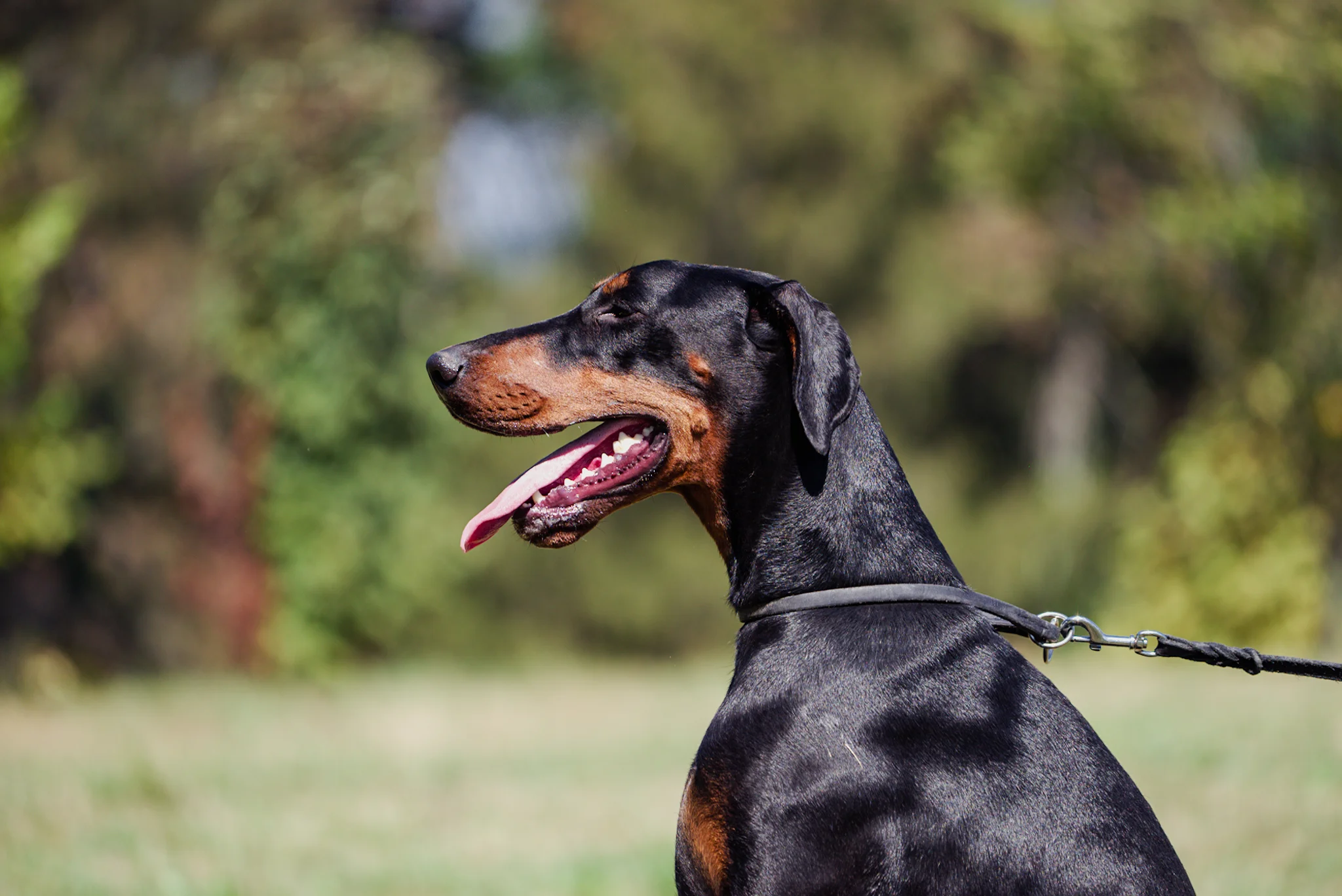 Small female doberman dog