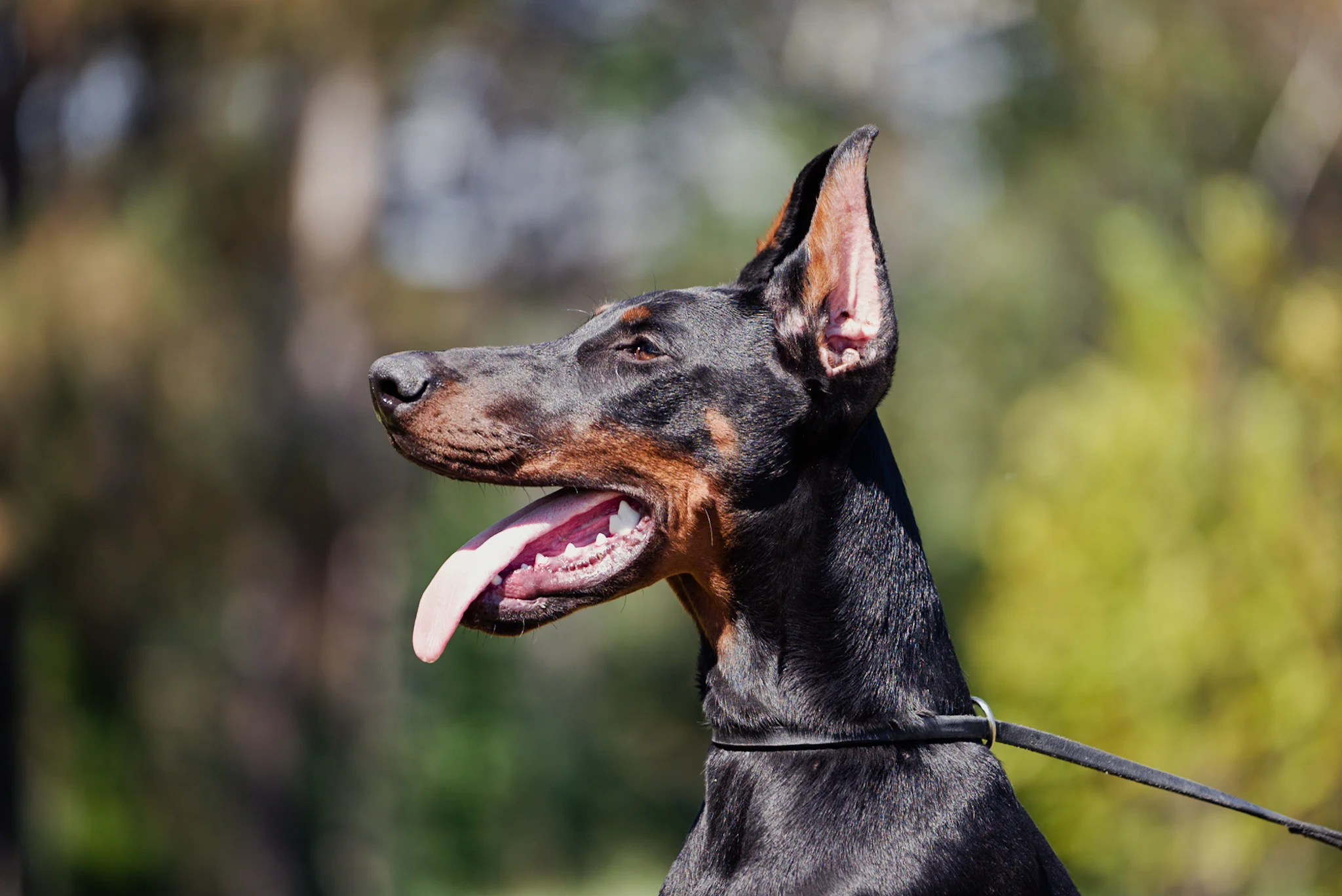 Female doberman dog