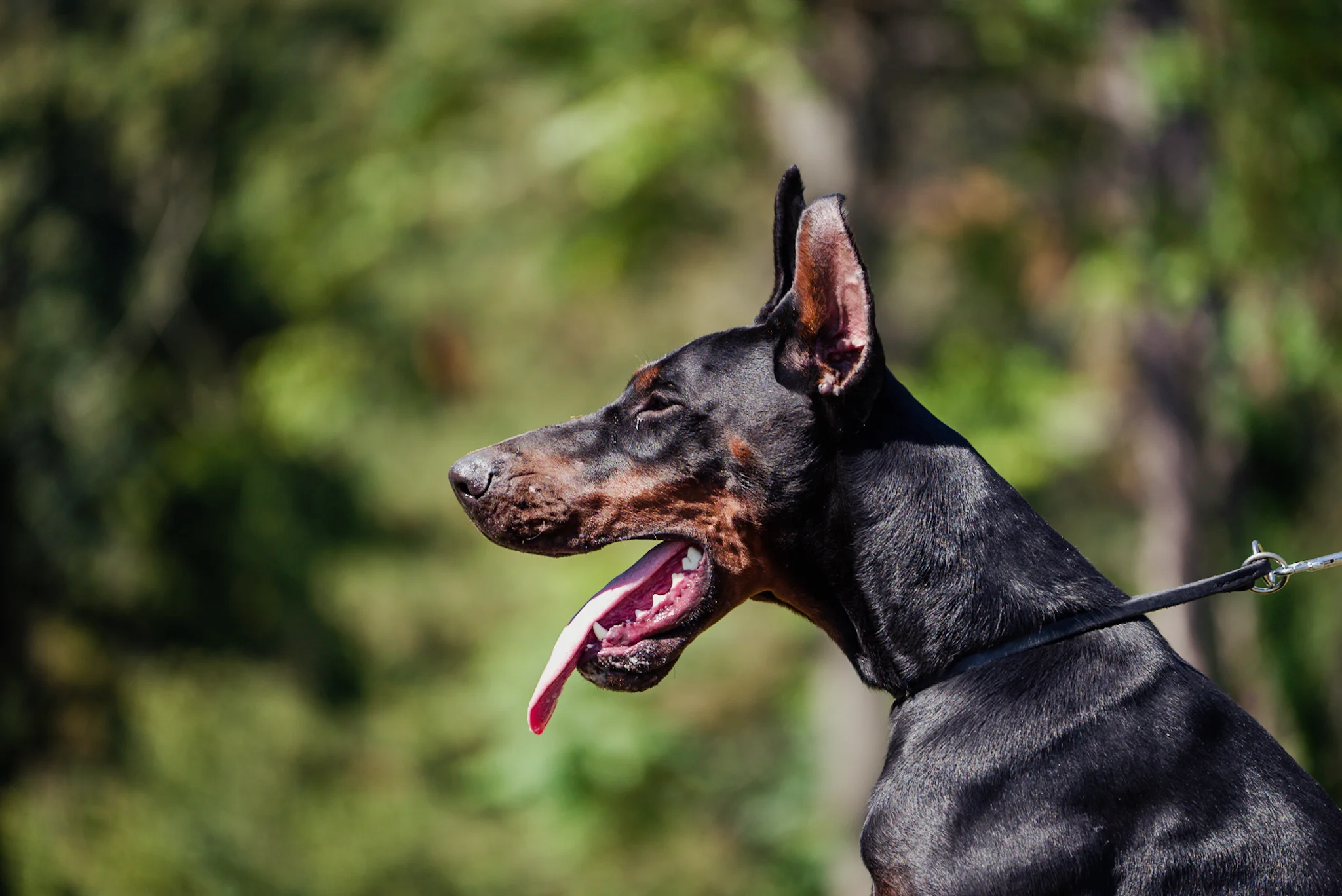 Doberman dog