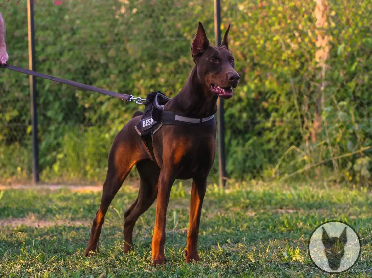 Female doberman dog